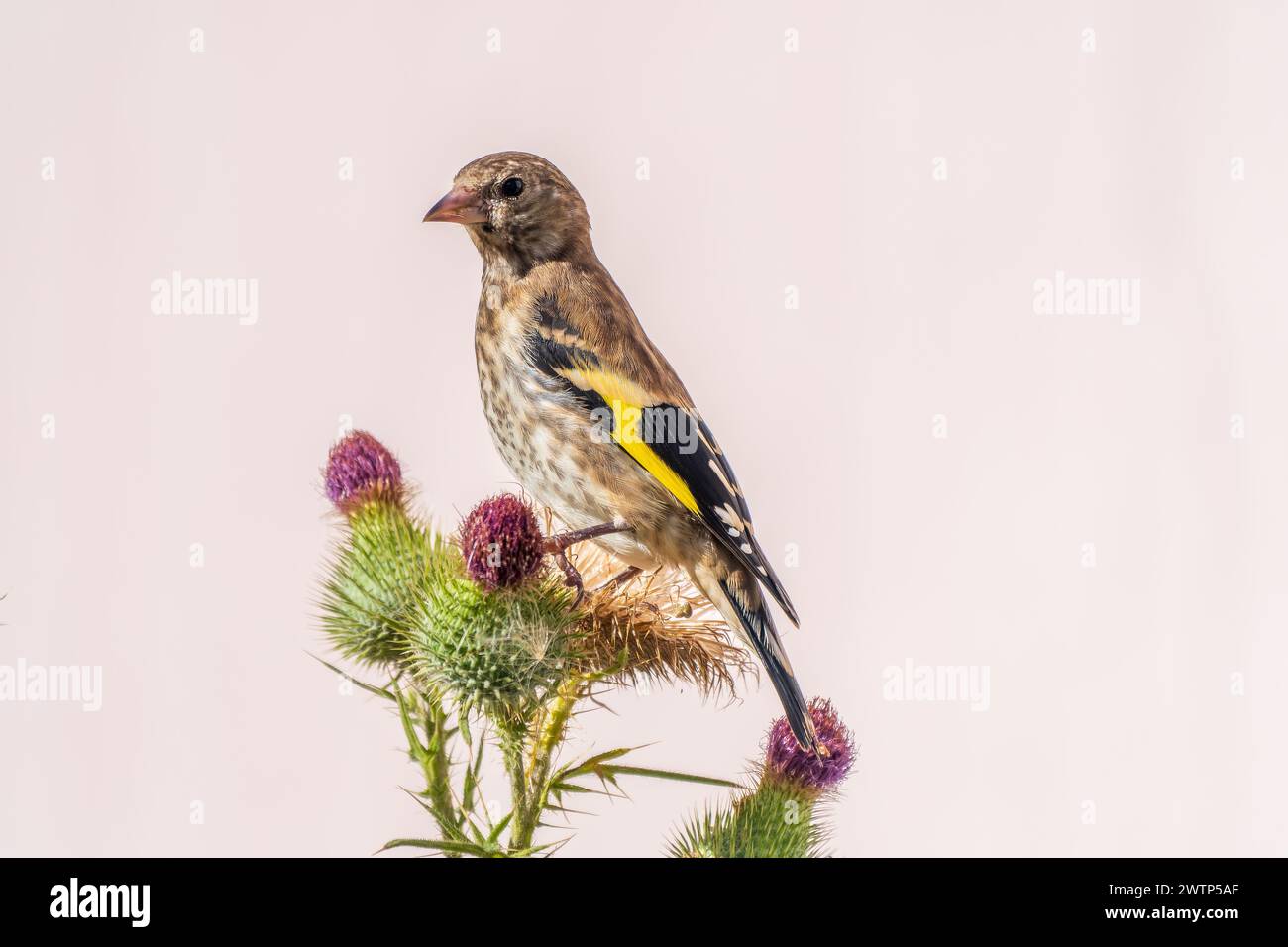 European goldfinch with juvenile plumage, feeding on the seeds of