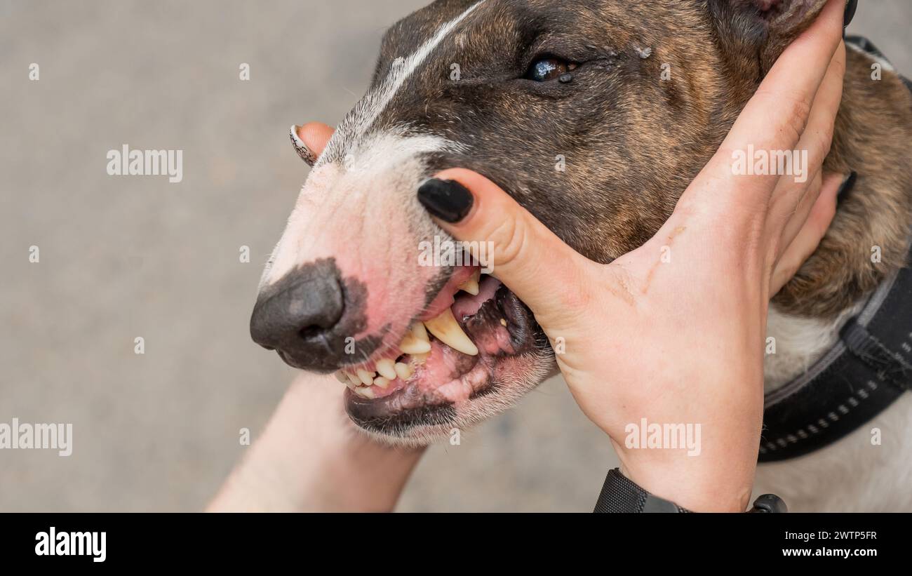 The owner squeezes the muzzle of a bull terrier outdoors Stock Photo Alamy