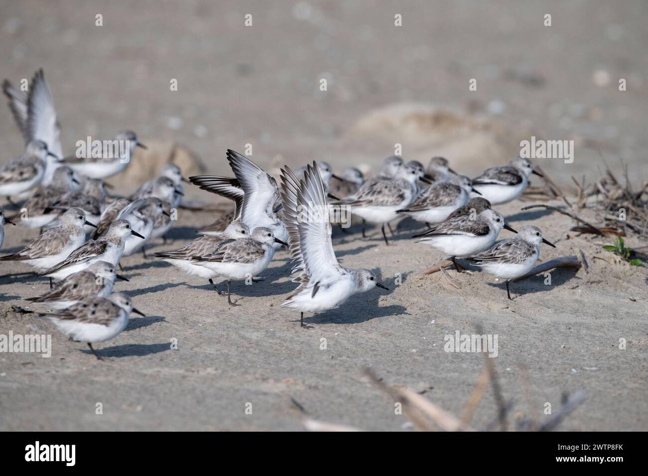 The small flock of sanderlings hiding from the stormy wing behind the