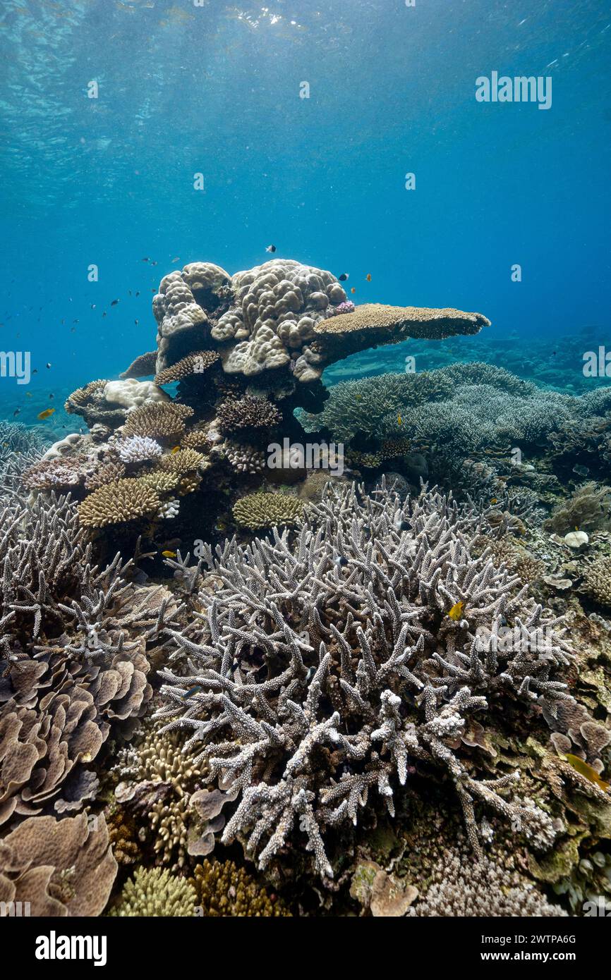 Coral reef of Mayotte lagoon Indian Ocean Stock Photo