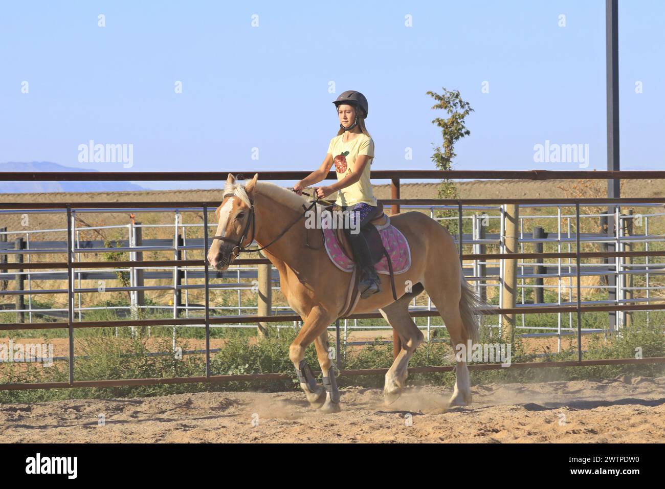 Highfeilds Riding School Horse riding school hi-res stock photography and images - Alamy