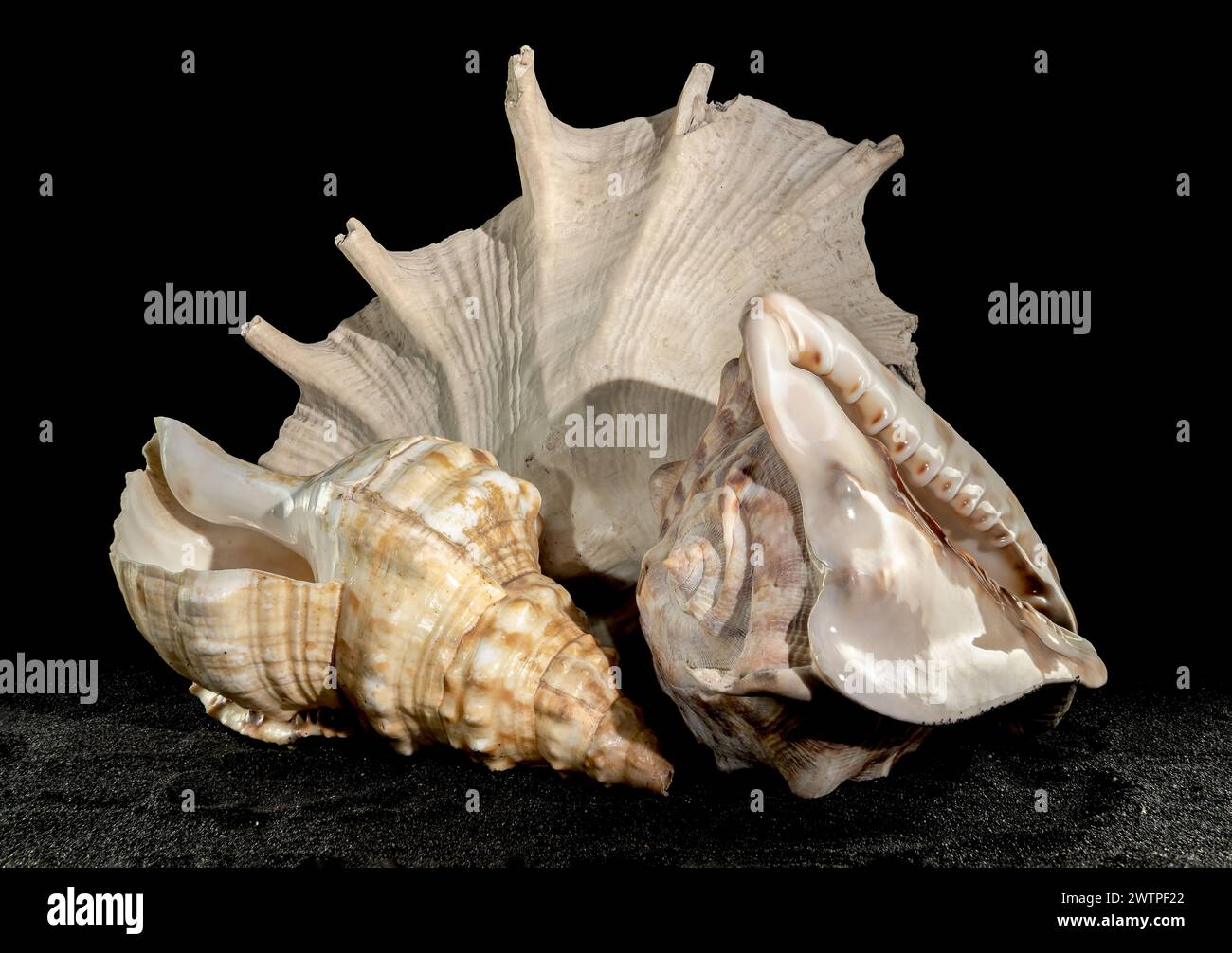 Still life Composition of the three big seashells on a black sand background. Stock Photo