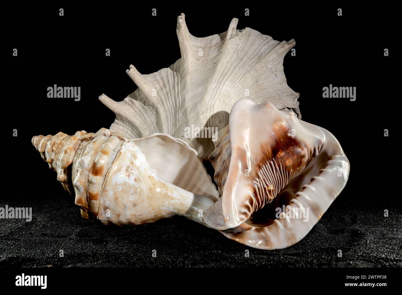 Still life Composition of the three big seashells on a black sand background. Stock Photo