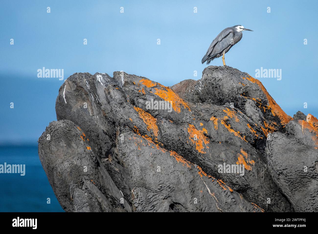 The white-faced heron (Egretta novaehollandiae) on a rock by the ocean ...