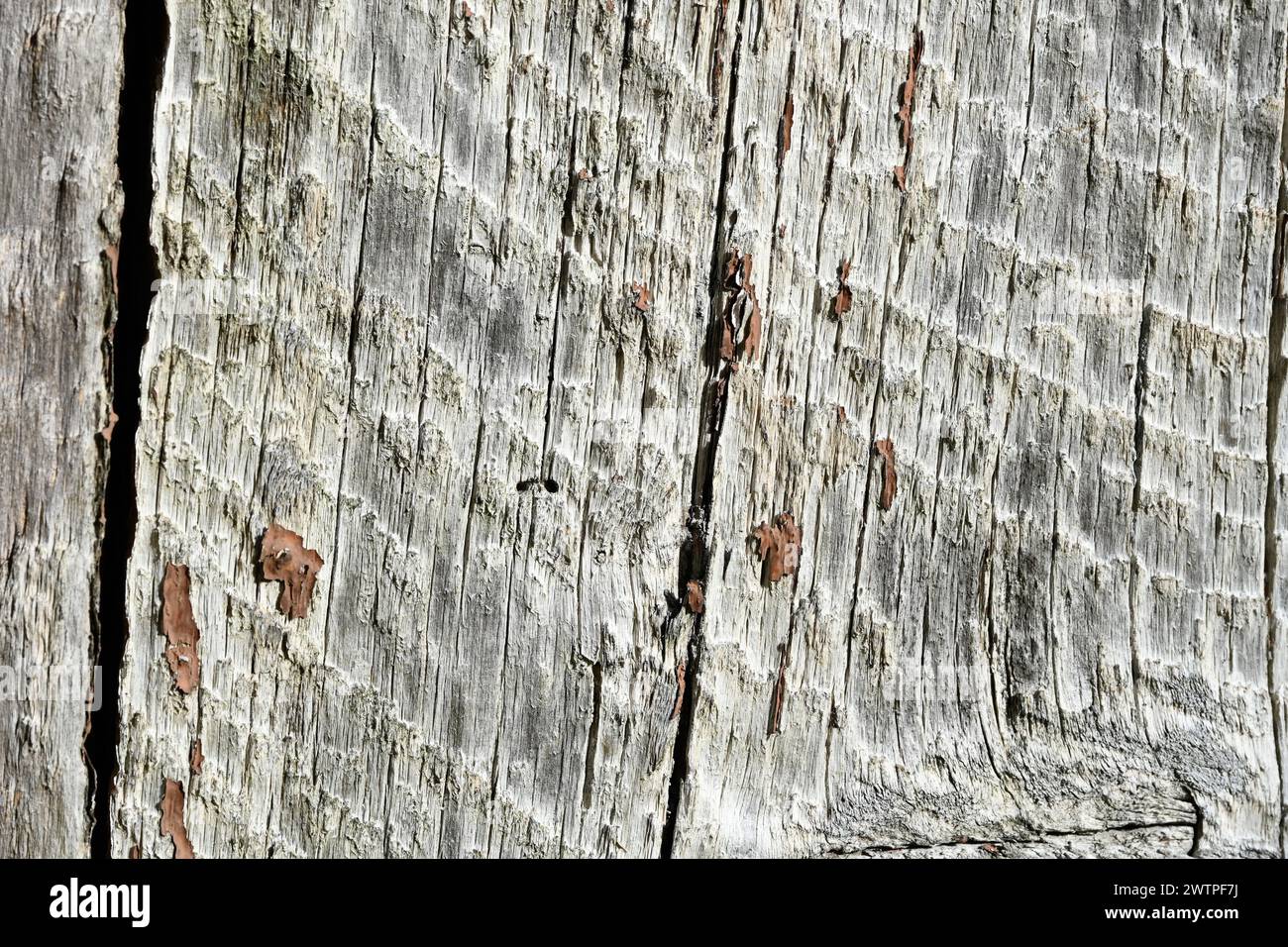 Grey old wood plank Stock Photo