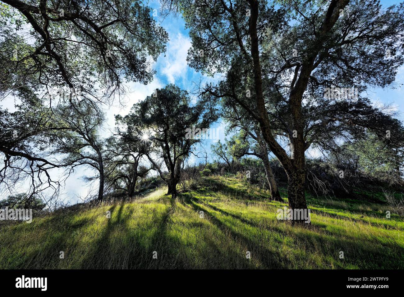 Cluster atop hi-res stock photography and images - Alamy