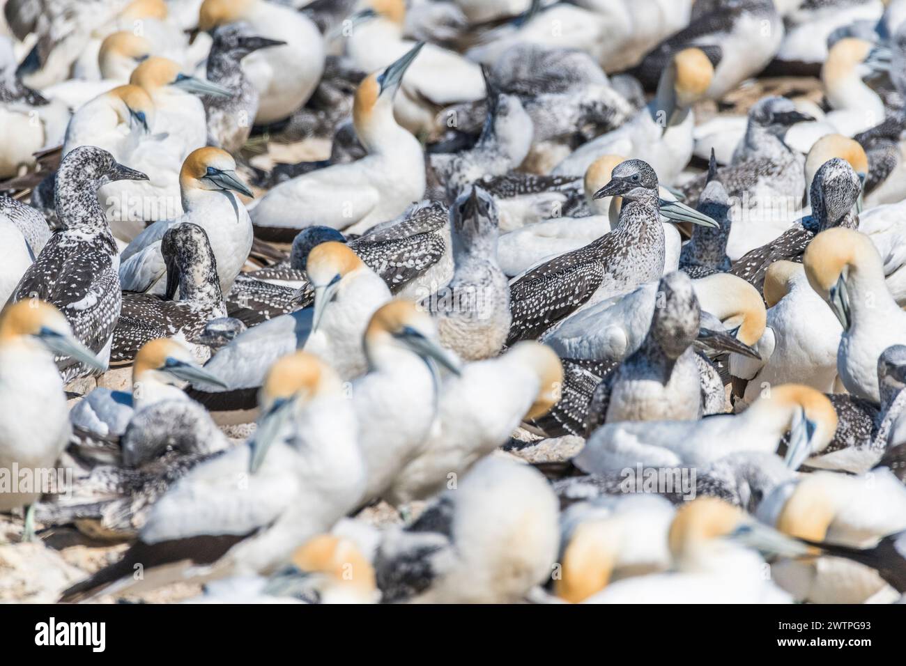 Australian Gannet (Morus serrator) at Point Danger: Australia's Sole Continental Colony with Lawrence Rocks in the Background, near Portland, Victoria Stock Photo