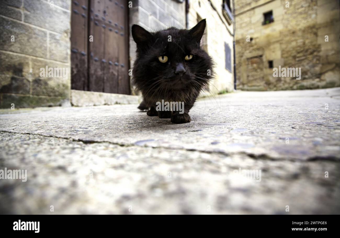 Detail of domestic animals abandoned in the street, animal abuse Stock ...