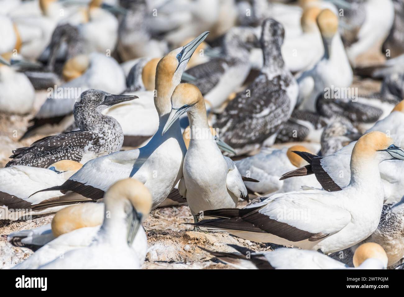 Australian Gannet (Morus serrator) at Point Danger: Australia's Sole Continental Colony with Lawrence Rocks in the Background, near Portland, Victoria Stock Photo