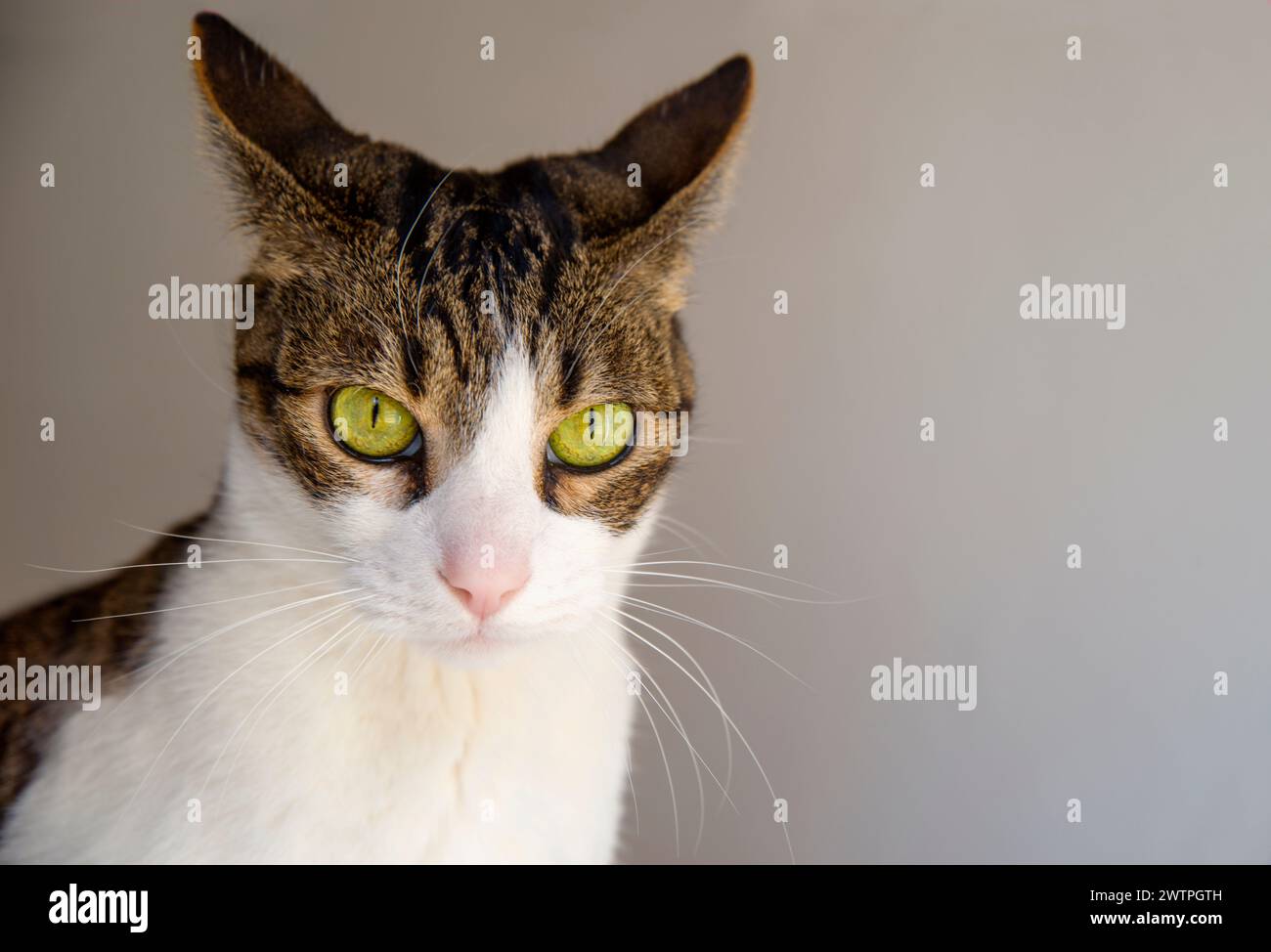 Portrait of tabby and white cat, looking puzzled. Stock Photo