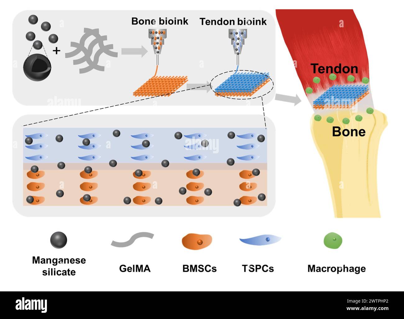 Shanghai. 19th Mar, 2024. This diagram provided by the Shanghai Institute of Ceramics (SIC) of the Chinese Academy of Sciences, shows how an immunomodulatory multicellular scaffold based on manganese silicate (MS) nanoparticles is used for integrated tendon-to-bone regeneration. TO GO WITH 'Chinese scientists develop new treatment for tendon-bone injuries' Credit: Xinhua/Alamy Live News Stock Photo