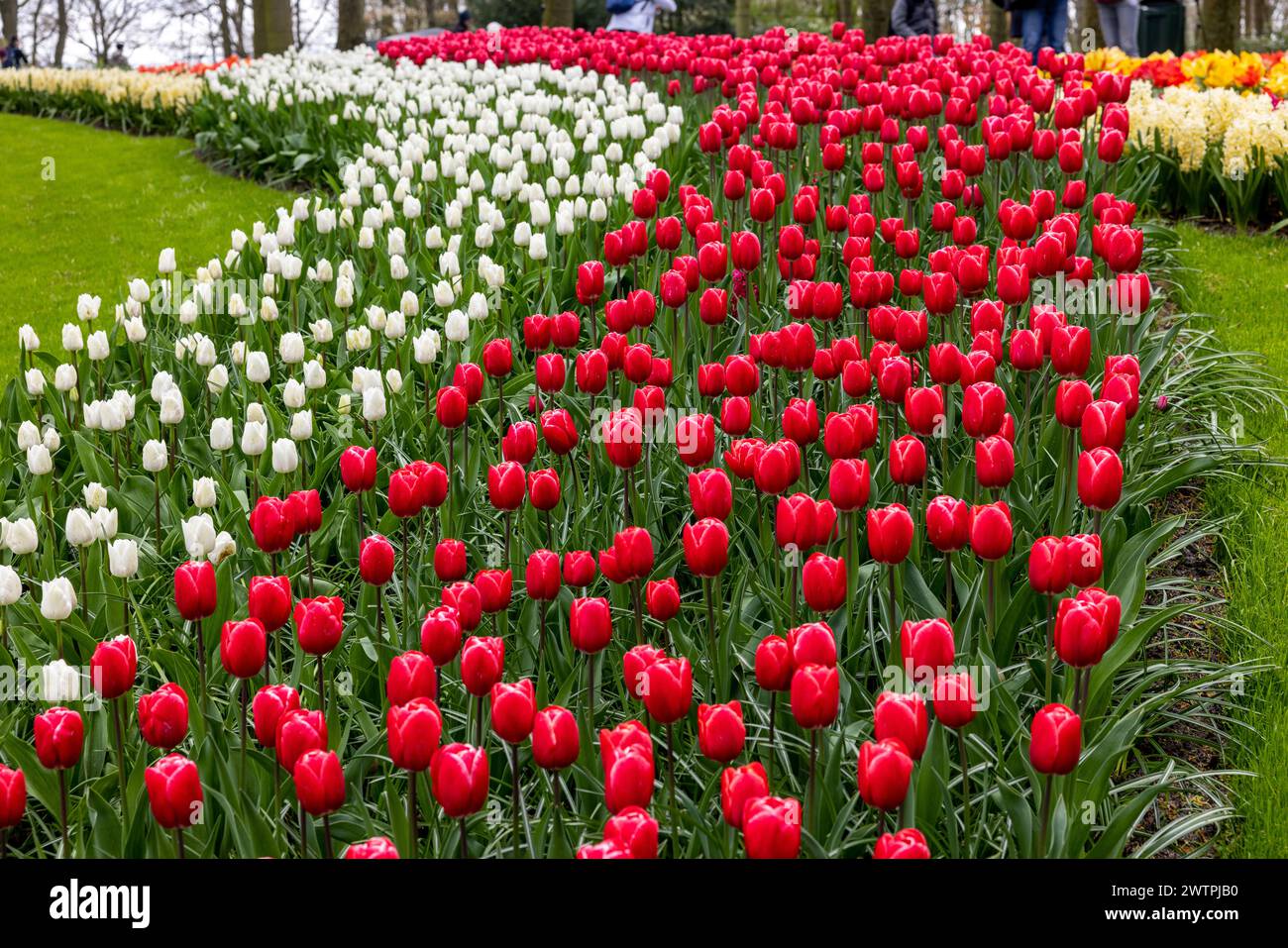Keukenhof, Lisse Netherlands - April 18, 2023: Red and white tulips in ...