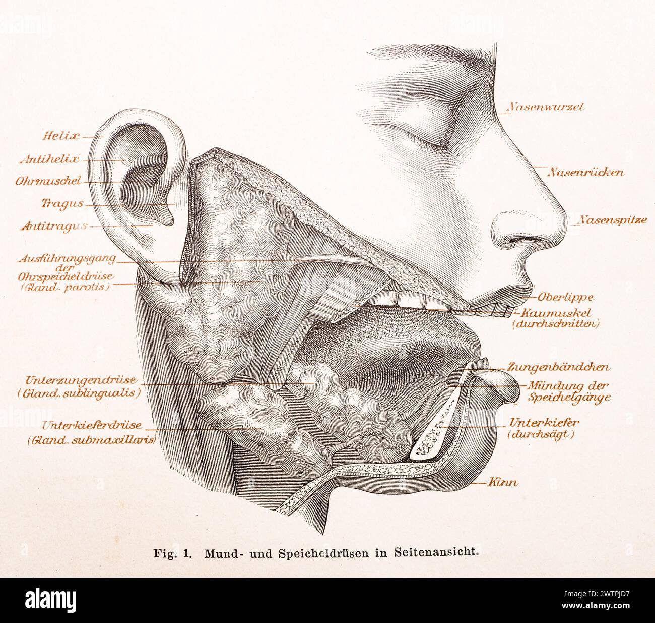 Medicine, anatomy, drawing of the human face with oral and salivary glands, helix, antihelix, auricle, tragus, antitragus, excretory duct of the Stock Photo