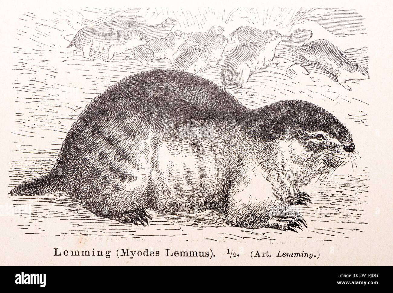 Norway lemming (Lemmus lemmus) (historical name: Myodes Lemmus), one animal in close-up in profile on the ground, several animals in the background Stock Photo