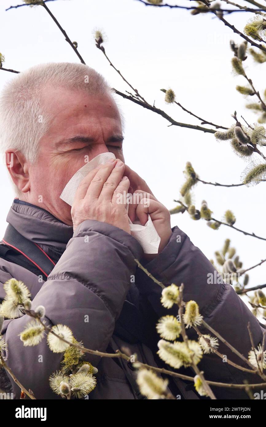 Pollen allergy, willow pollen, March, Germany, Europe Stock Photo Alamy