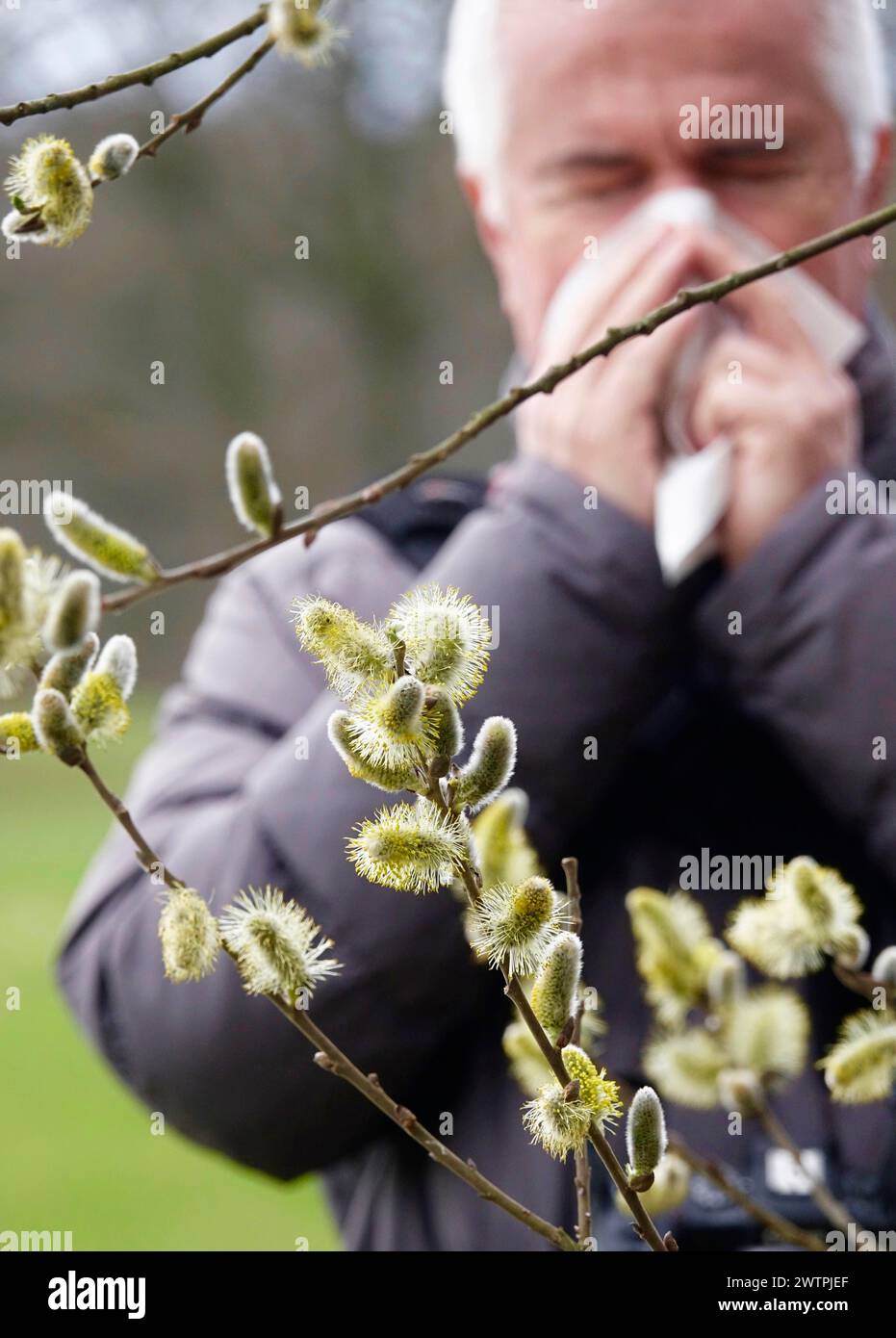 Pollen allergy, willow pollen, March, Germany Stock Photo Alamy
