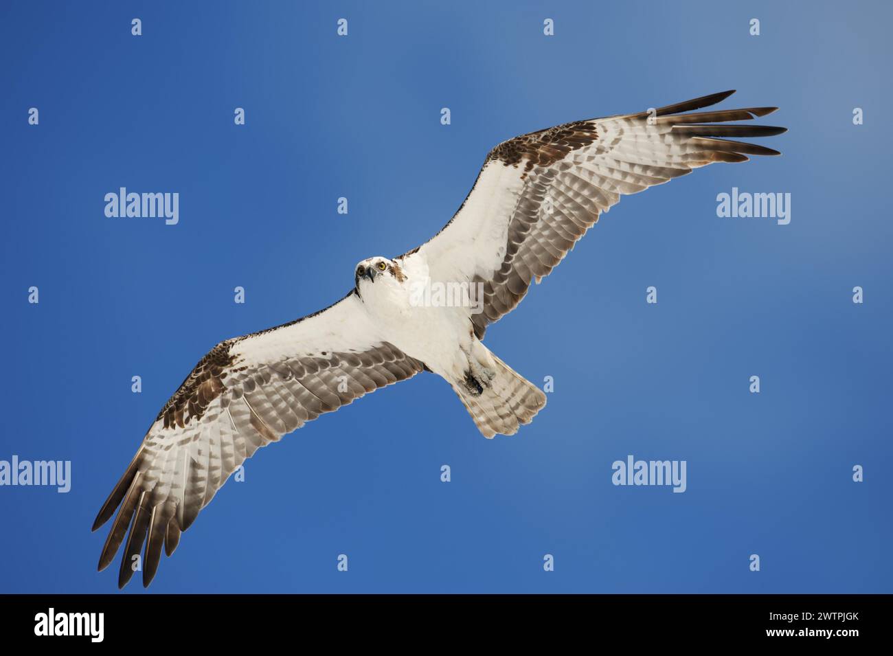 Western osprey (Pandion haliaetus) in flight, Everglades National Park, Florida, USA Stock Photo