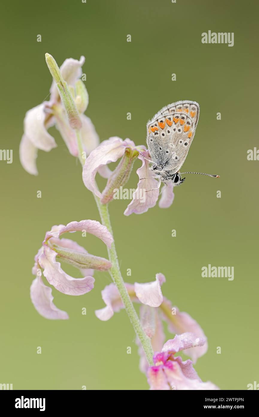 Brown argus (Aricia agestis) on the common levcoje (Matthiola fruticulosa), Provence, southern France Stock Photo