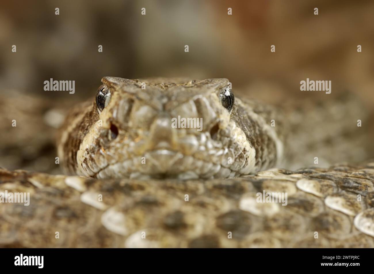 Texas rattlesnake or western diamondback rattlesnake (Crotalus atrox ...