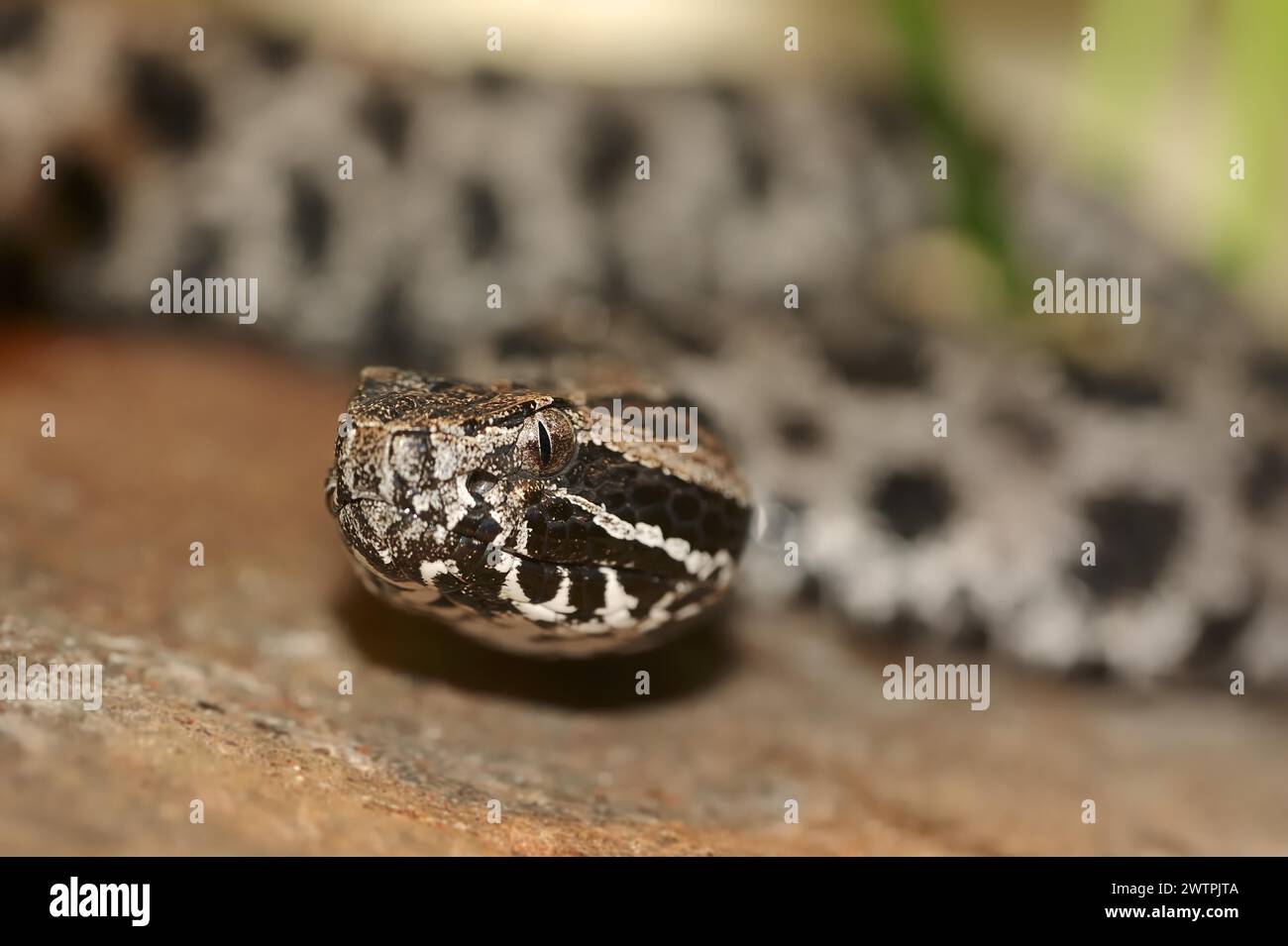 Pygmy Rattlesnake (Sistrurus Miliarius Barbouri), Everglades National ...