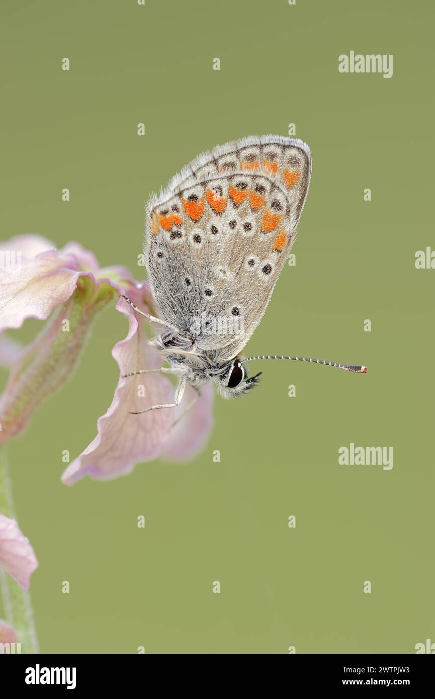 Brown argus (Aricia agestis) on the common levcoje (Matthiola fruticulosa), Provence, southern France Stock Photo