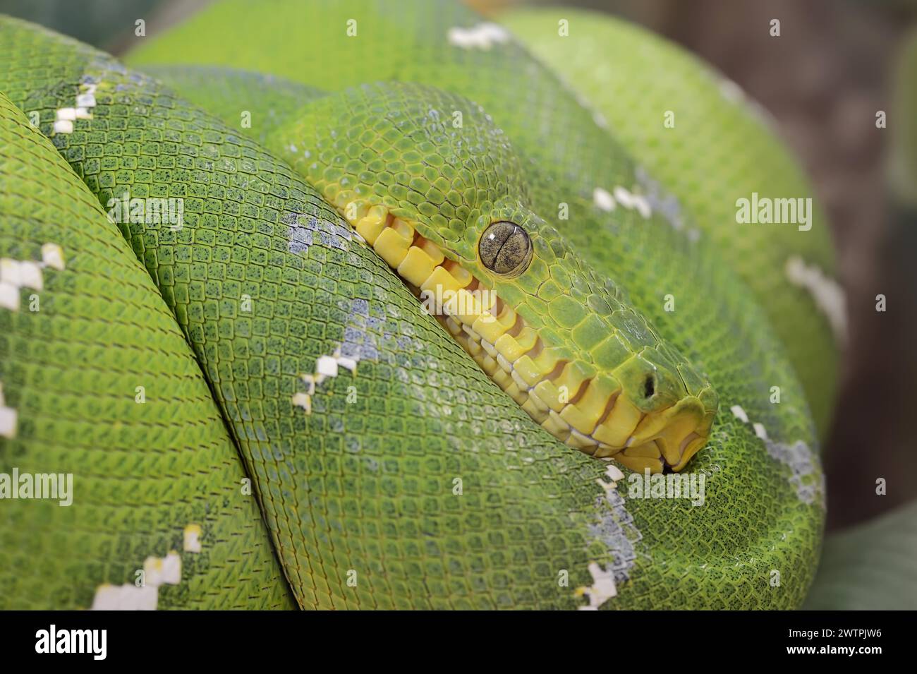 Emerald green tree boa (Corallus caninus), captive, occurrence in South America Stock Photo