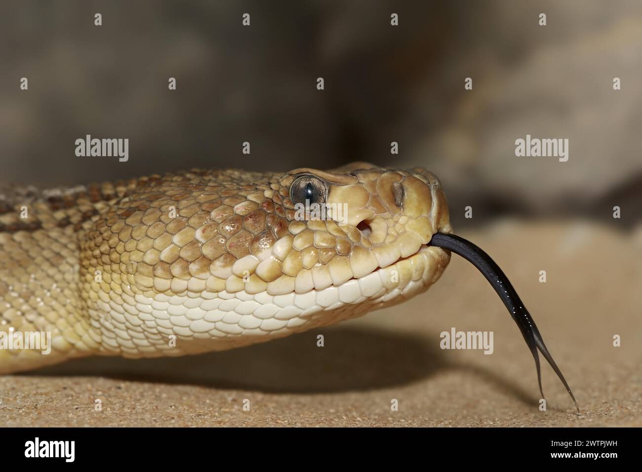 Mexican west coast rattlesnake (Crotalus basiliscus) lambent, portrait, captive, occurrence in Mexico Stock Photo