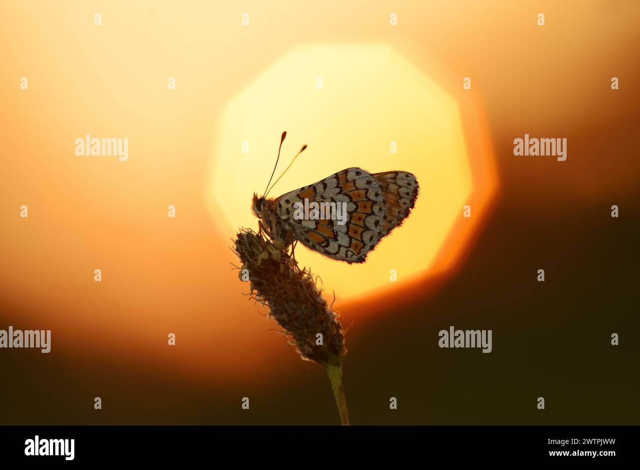 Plantain Fritillary (Melitaea cinxia) at sunrise, Provence, Southern France Stock Photo