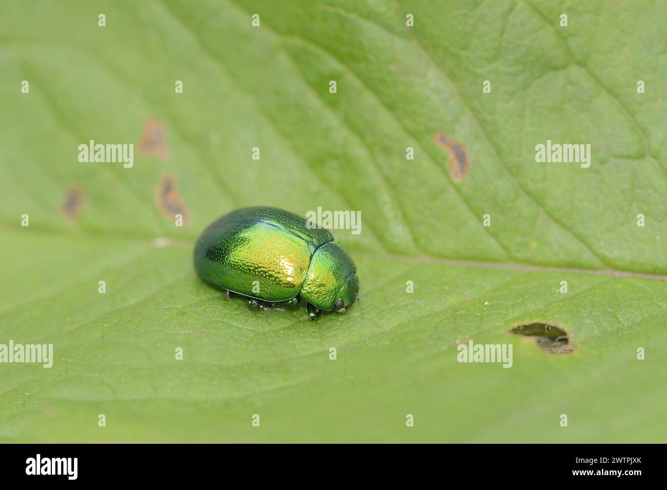 Mint leaf beetle (Chrysolina herbacea), leaf beetle, North Rhine ...