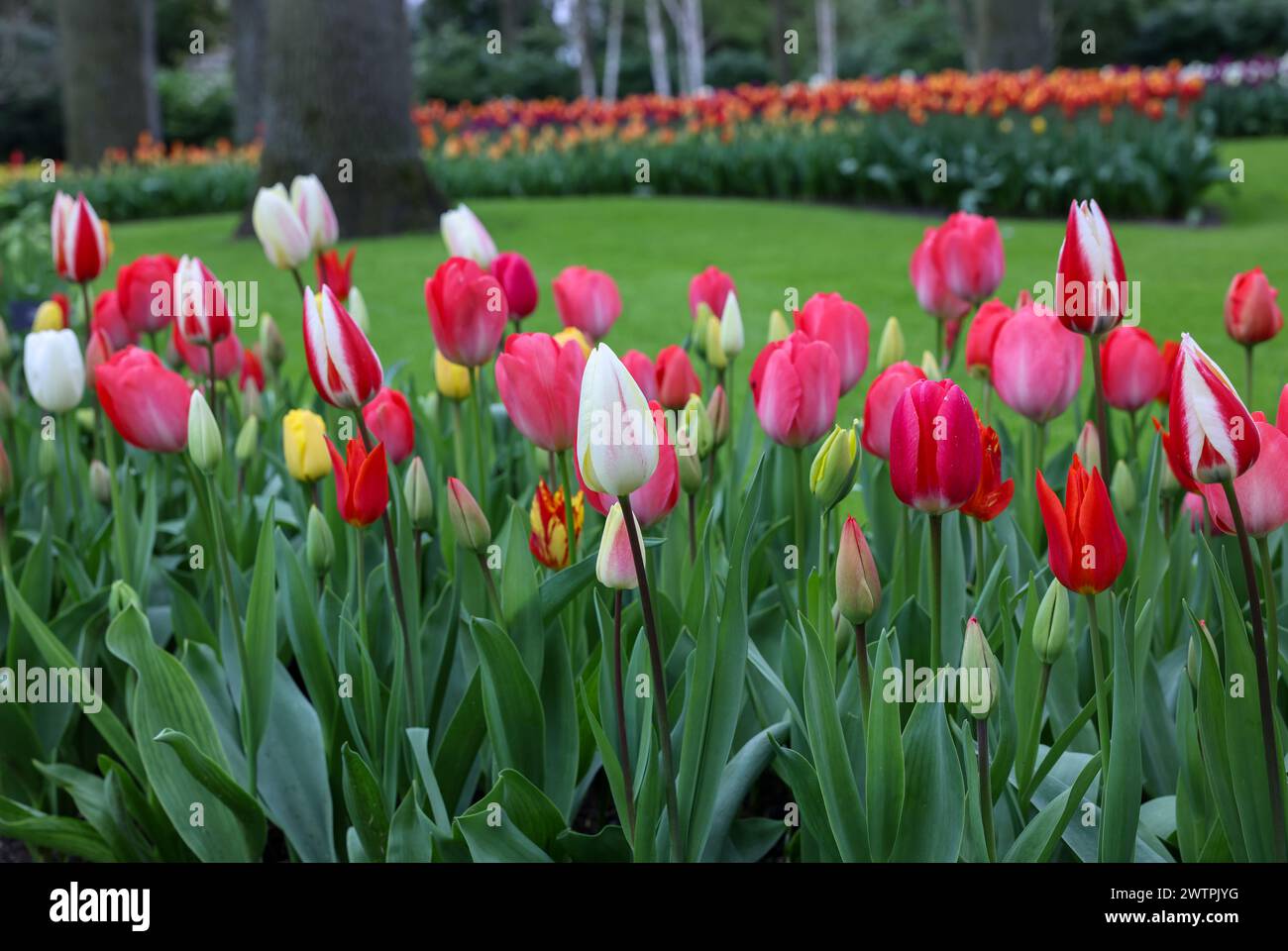 Colorful tulips in the Keukenhof Garden in Lisse, Holland, Netherlands ...