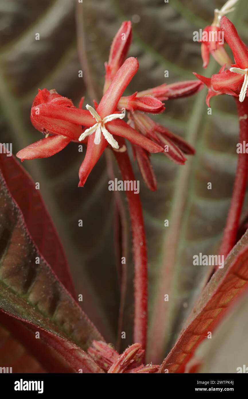 Hoffmannia (Hoffmannia refulgens, Campylobotris pyrophylla), flowers, Rubiaceae, native to Central America Stock Photo