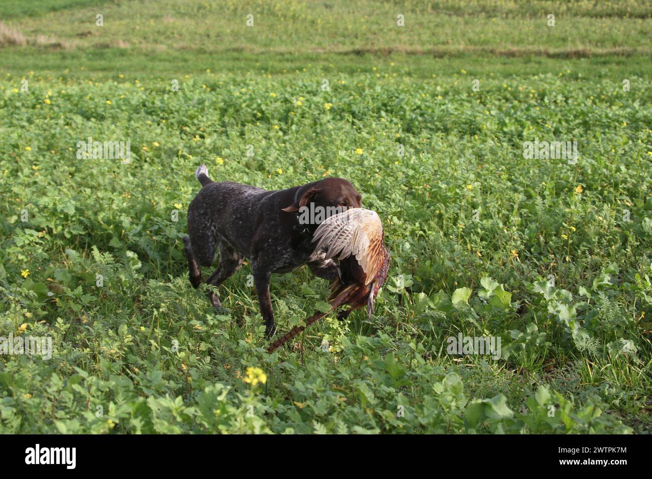 Hunting dog German Shorthair retrieves shot pheasant (Phasianus colchicus) Lower Austria, Austria Stock Photo
