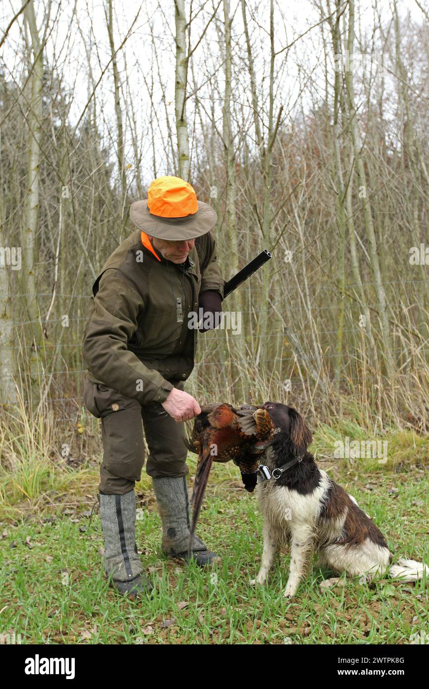 Hunter with shot pheasant (Phasianus colchicus) retrieved by hunting dog Kleiner Muensterlaender, Lower Austria, Austria Stock Photo