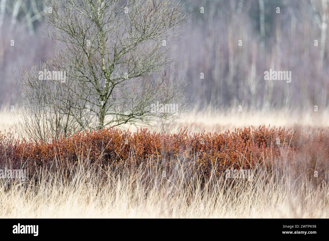 Birch trees (Betula pendula) and bog myrtle (Myrica gale), Emsland, Lower Saxony, Germany Stock Photo