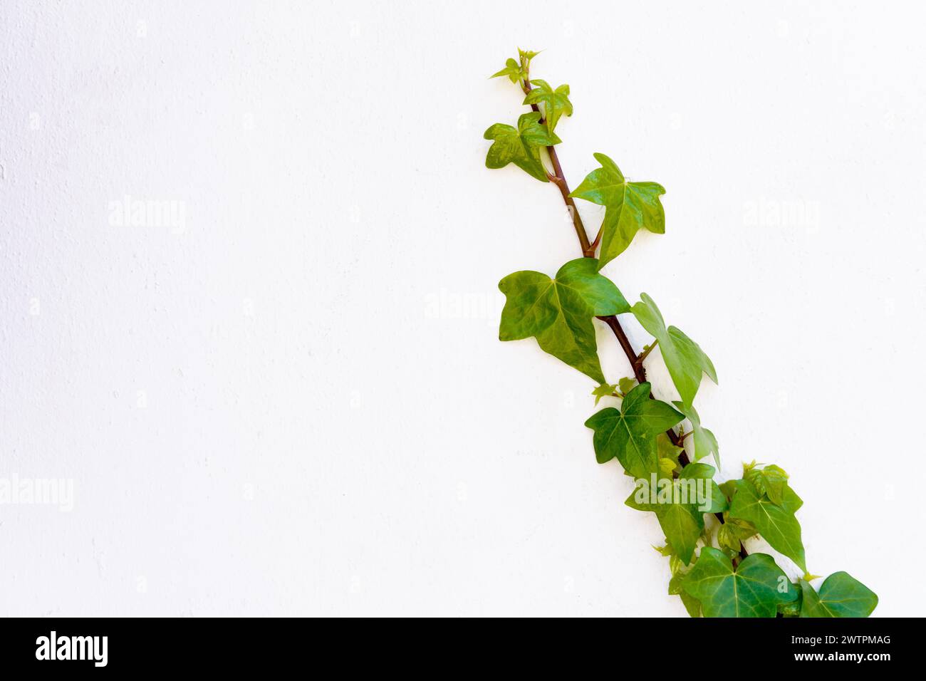 Ivy climbing wall hi-res stock photography and images - Alamy