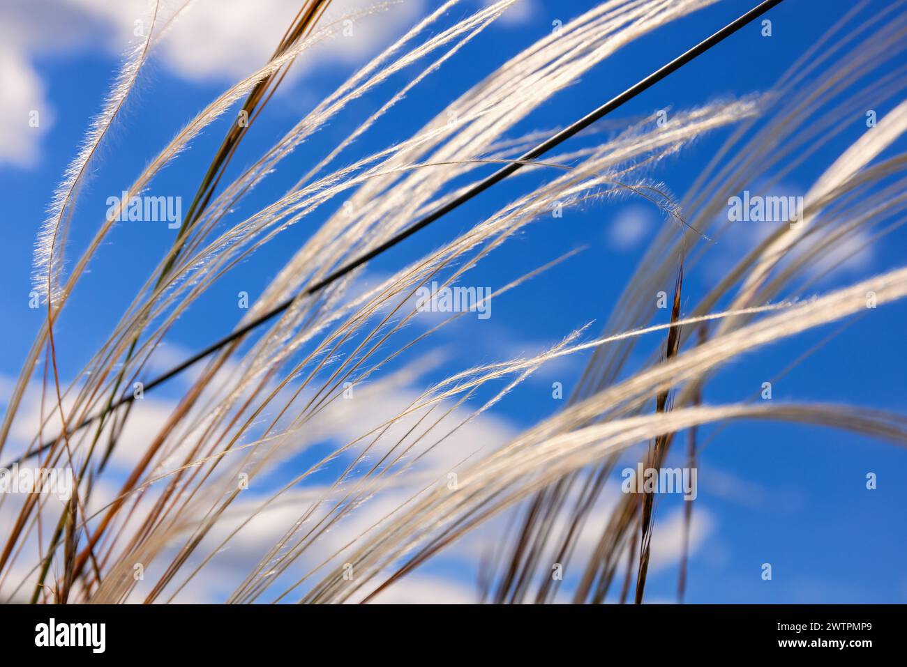 Feather grass (Stipa pennata) from below against a blue sunny sky Stock Photo