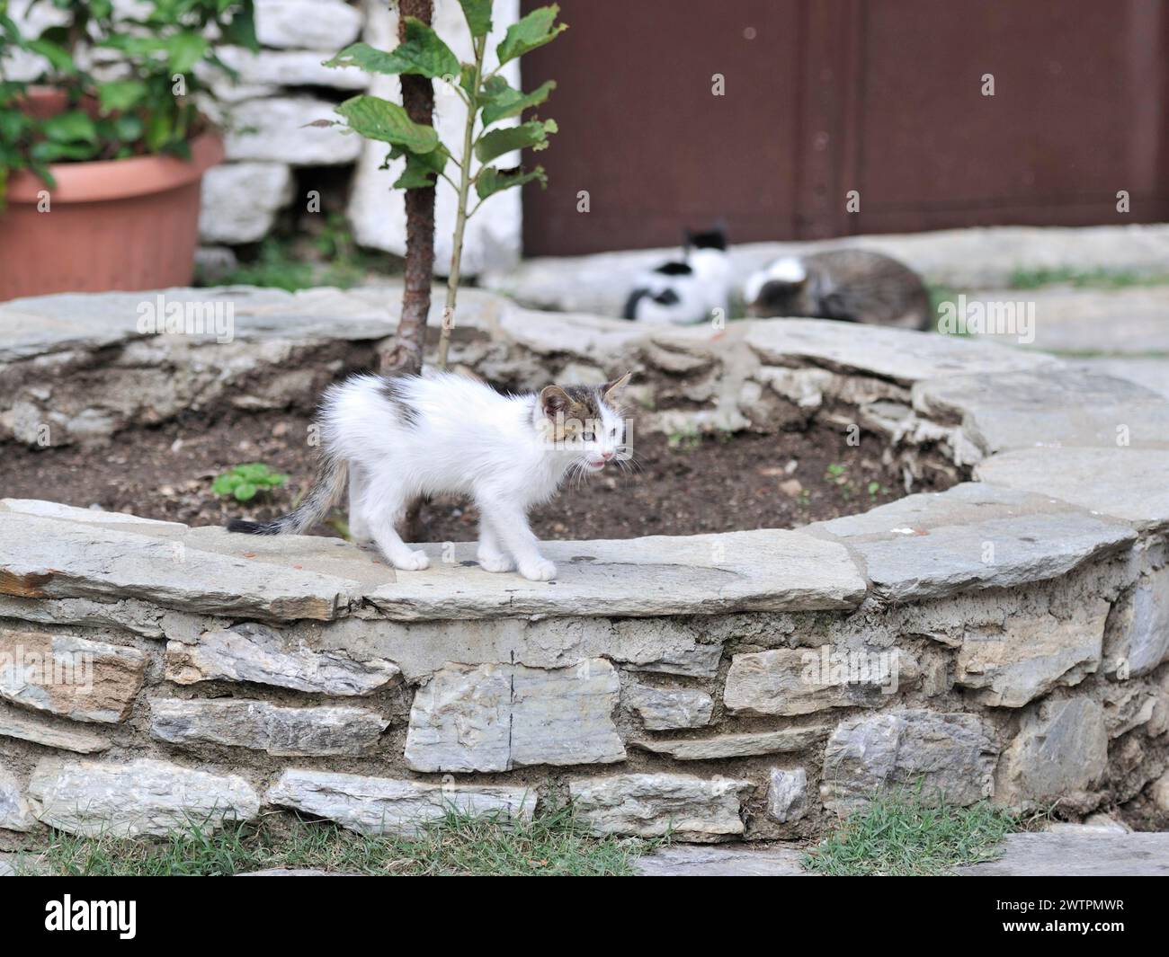 Greek cat, felis cato, grece Stock Photo