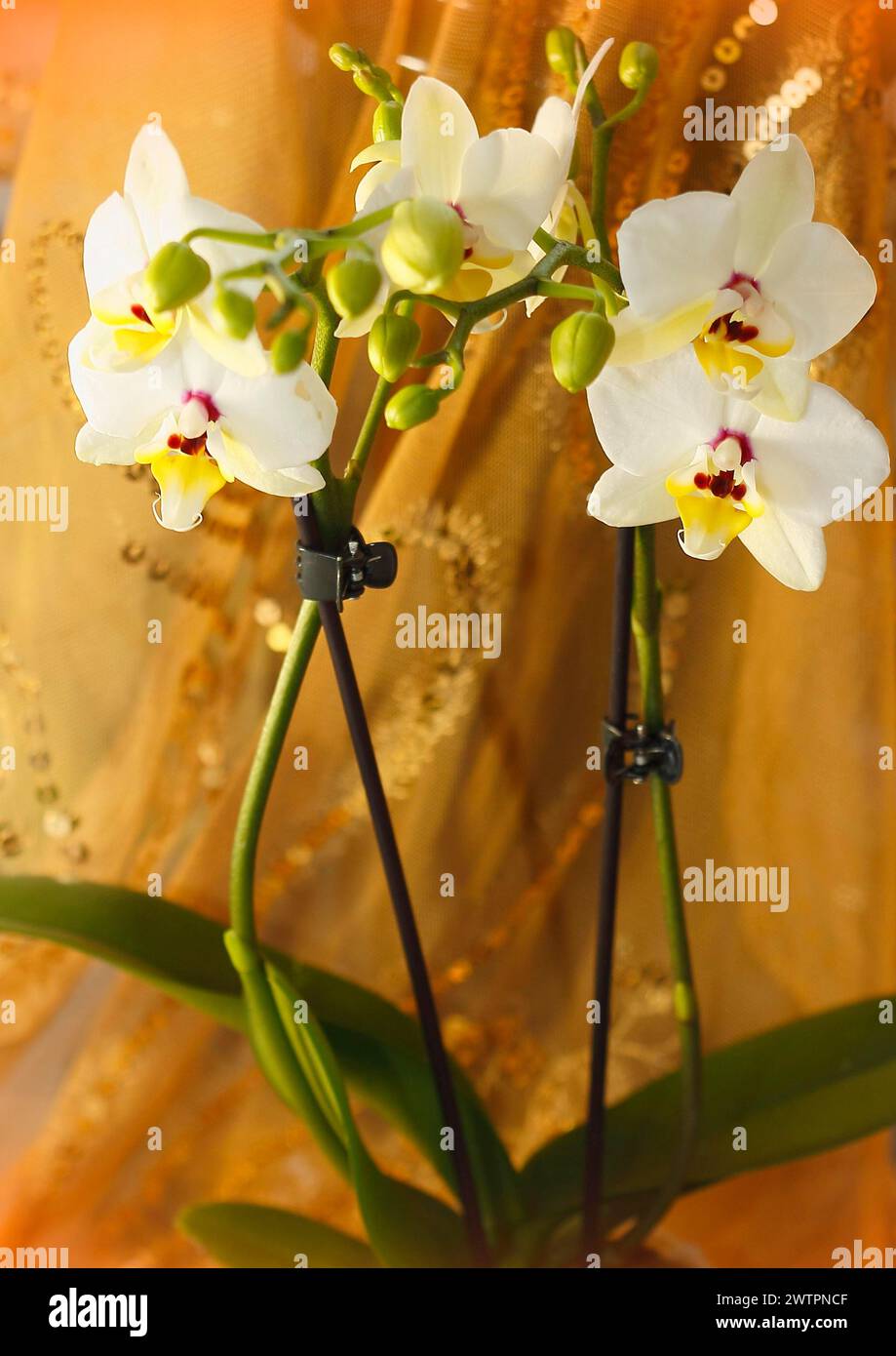 Butterfly orchid (Phalaenopsis), flowers Stock Photo