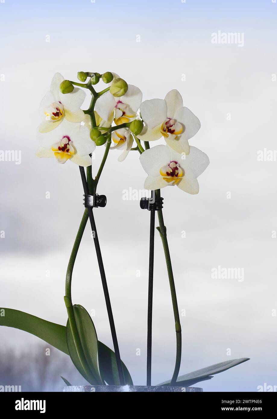 Butterfly orchid (Phalaenopsis), flowers Stock Photo