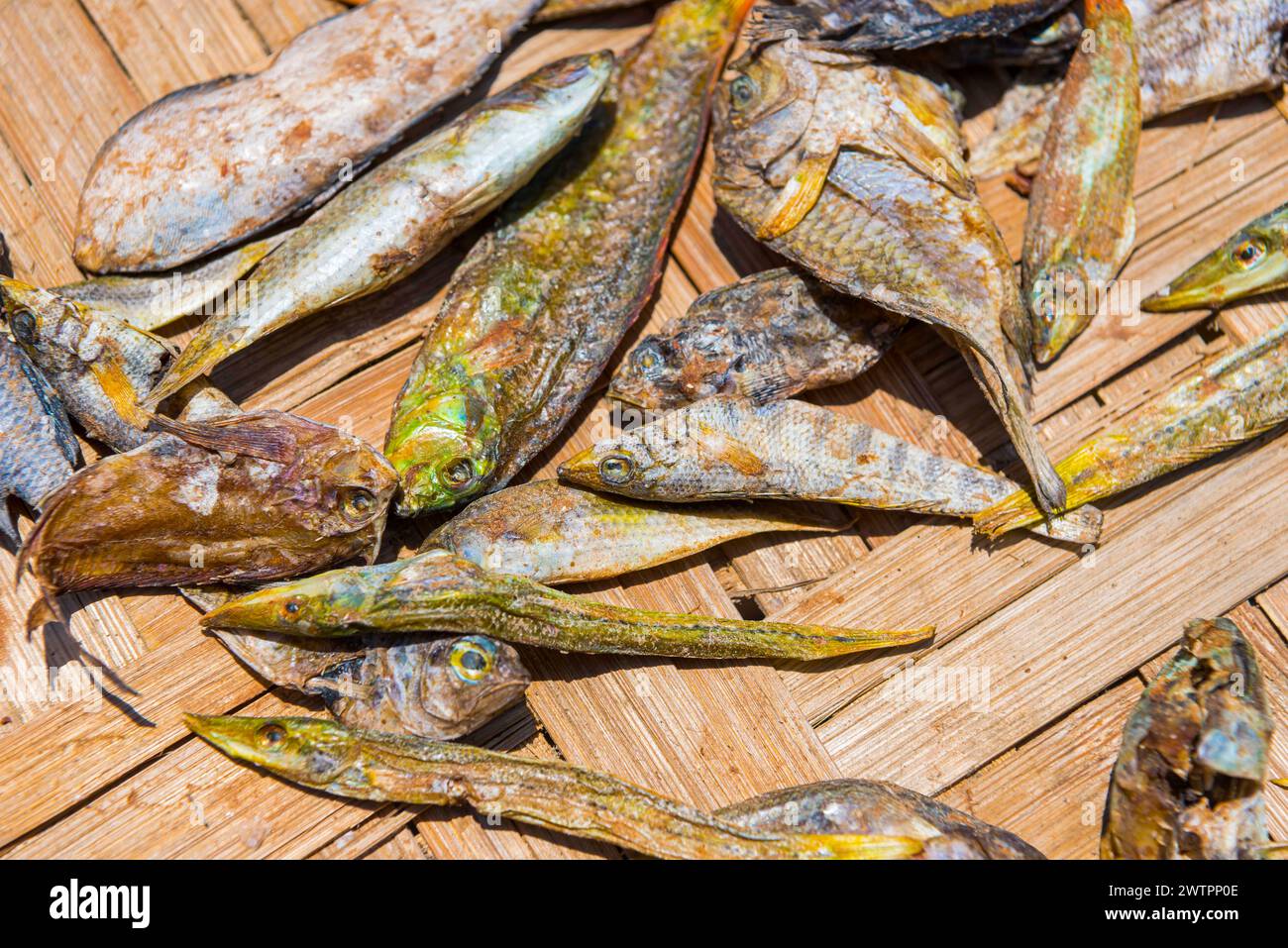 Fish to dry in the sun, squid, octopus, traditional, tradition, Asian