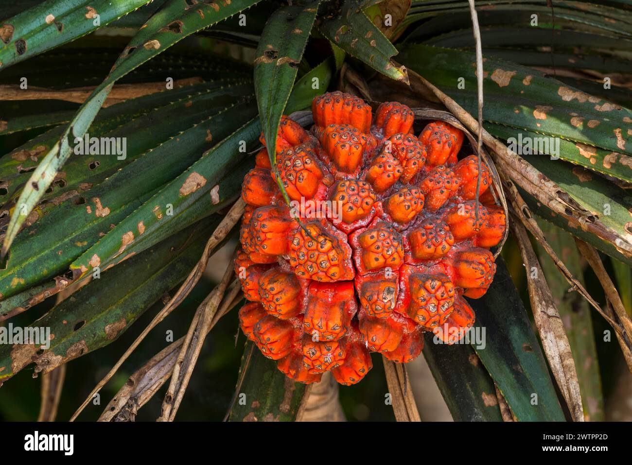 Pandanus fruit (Pandanaceae), fruit, fresh, tree fruit, tropical ...