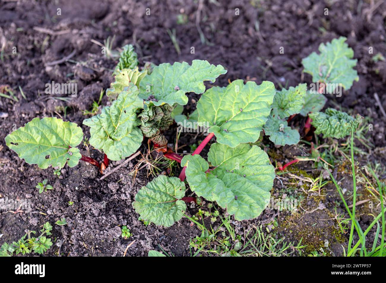 Amsterdam The Netherlands 18th March 2024 Rhubarb Rheum poking through the soil on an allotment in Badhoevedorp. rabarber, plant, moestuin, Stock Photo