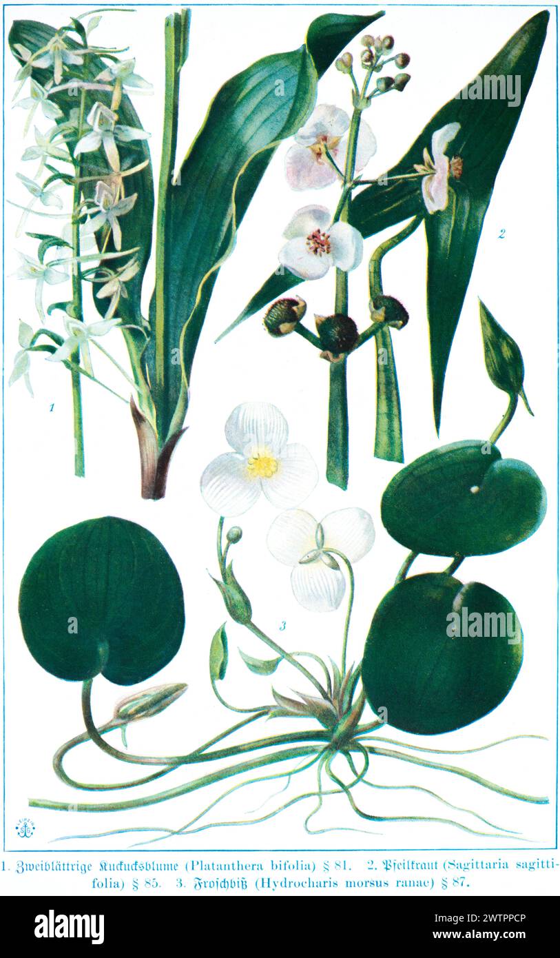 Botany, Two-leaved cuckoo flower (Platanthera bifolia) . Arrowhead (Sagittaria sagittifolia), frogbit (Hydrocharis morsus ranae), historical illustrat Stock Photo