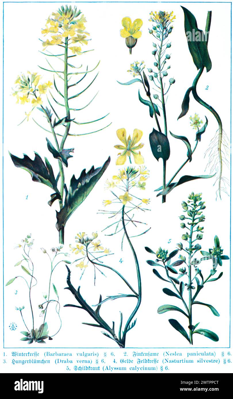Botany, yellow rocketcress (Barbarea vulgaris), finch seed or neslia (Neslia paniculata), starvation flower (Draba verna), yellow field cress (Nasturt Stock Photo