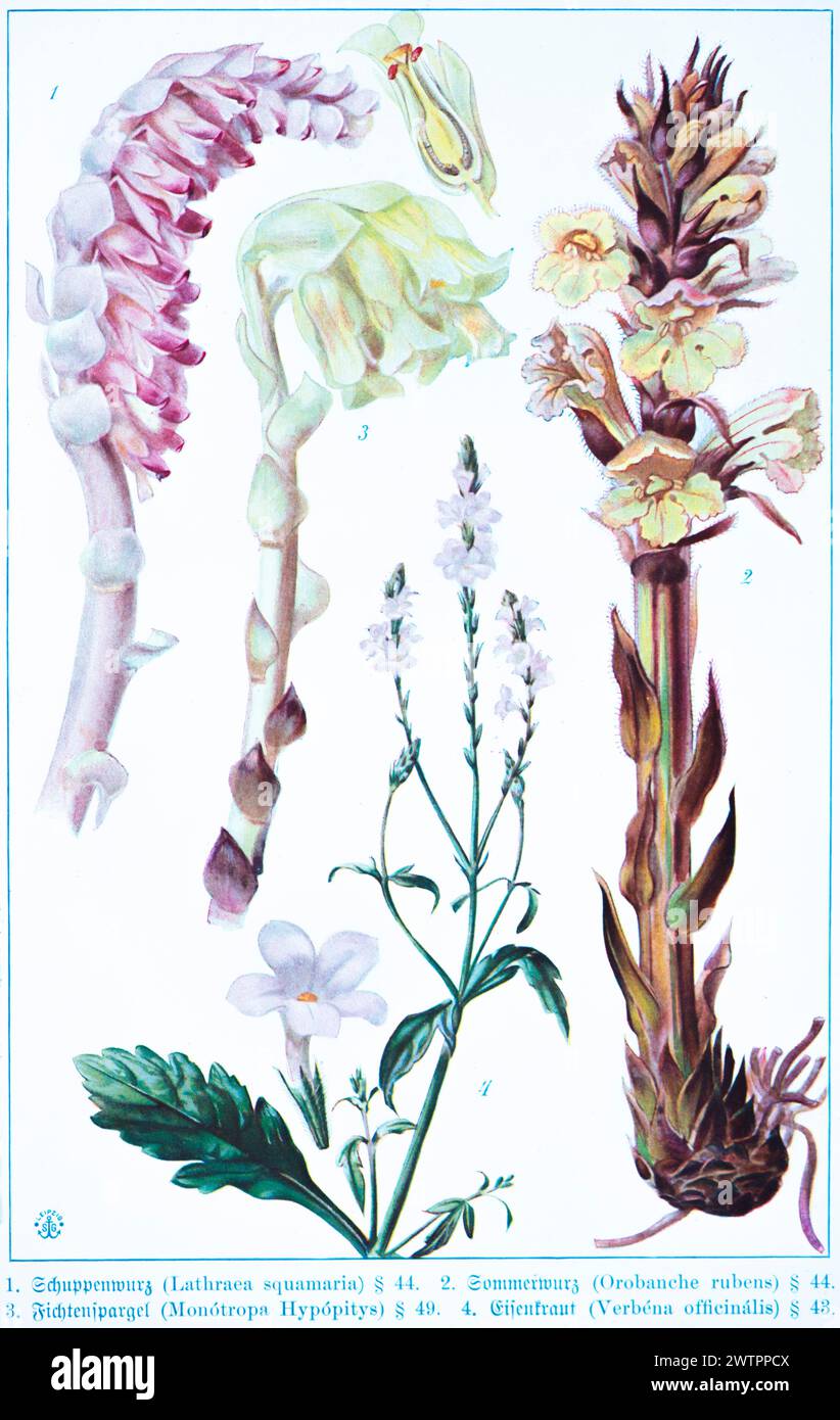 Botany, Lathraca squamaria, Orobanche rubens, Monótropa hypópitys, Verbéna officális, historical illustration 1900 Stock Photo