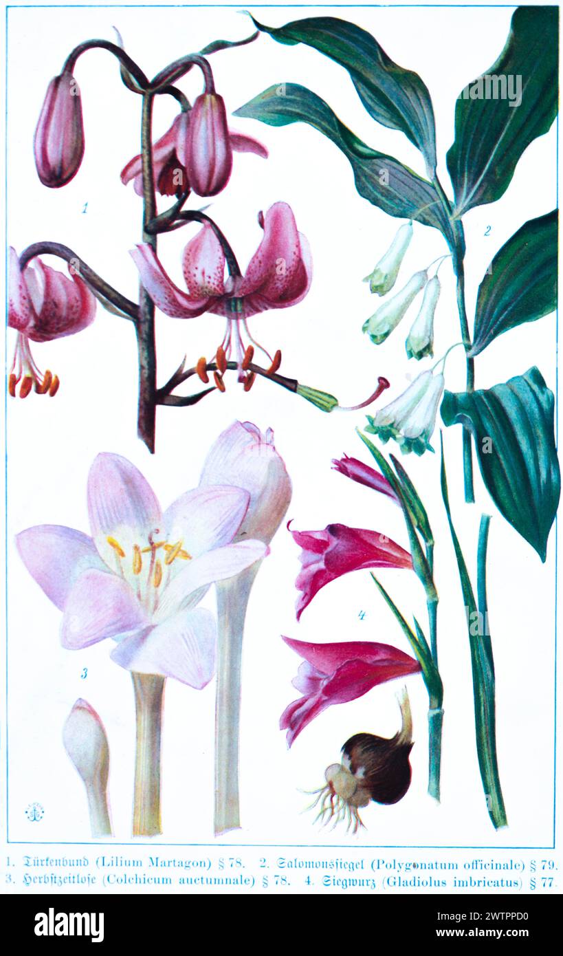 Botany, Turk's cap (Lilium Martagon), Solomon's seal (Polygonatum officinale), autumn crocus (Colchicum auctumnale), gladiolus (Gladiolus imbricatus), Stock Photo