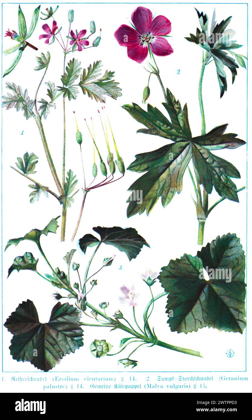Botany, heron's bill (Erodium cicutarium), marsh cranesbill (Geranium palustre), common cheese poplar (Malva vulgaris, historical illustration 1900 Stock Photo