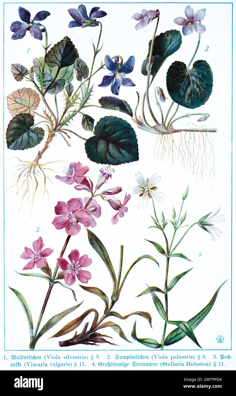 Botany, wood violet (Viola sivestris), marsh violet (Viola palustris), common pitch carnation (Viscaria vulgaris), large-flowered chickweed (Stellaria Stock Photo