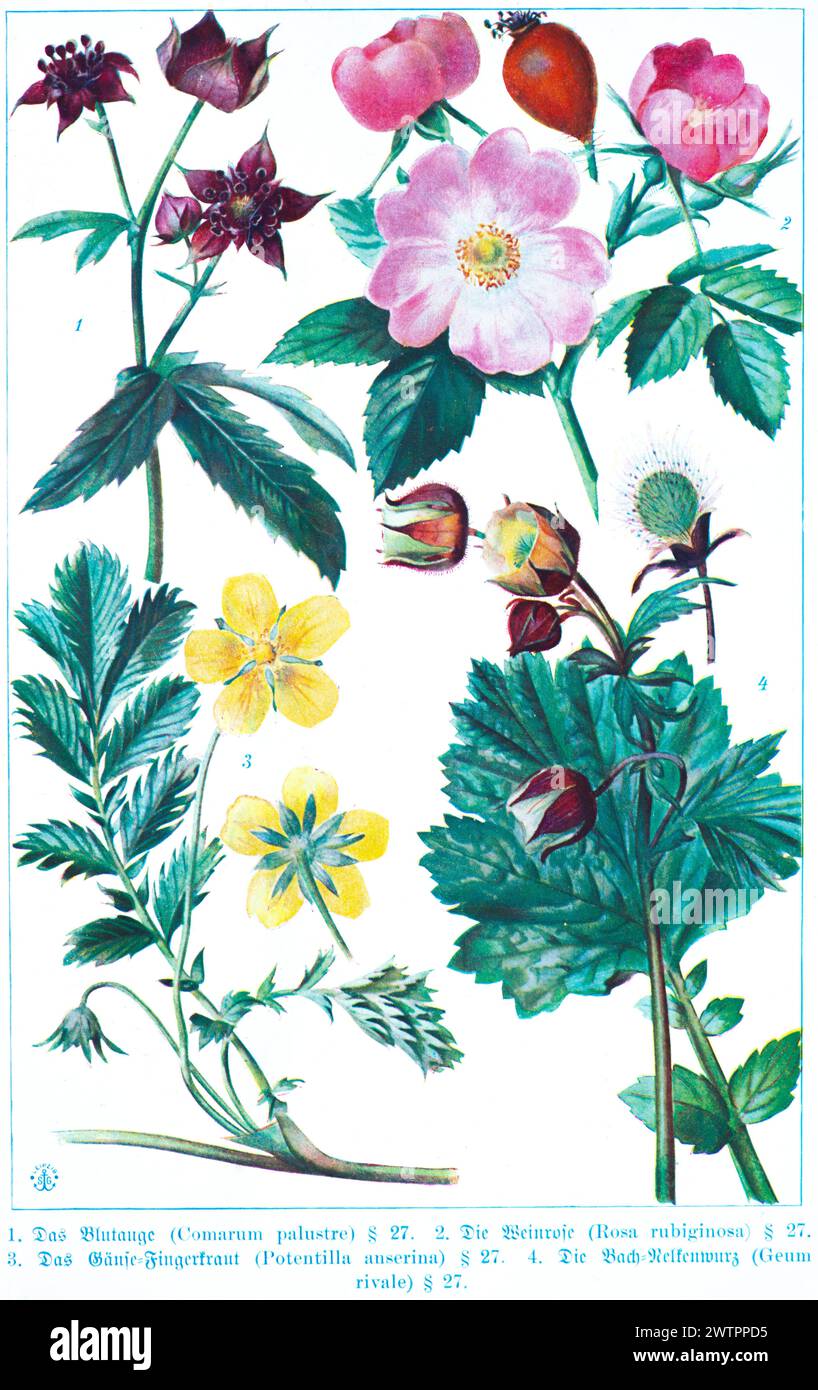 Botany, blood eye (Comarum palustre), vine sweet briar (Rosa rubiginosa), goose cinquefoil (Potentilla anserina), water avens (Geum rivale), historica Stock Photo