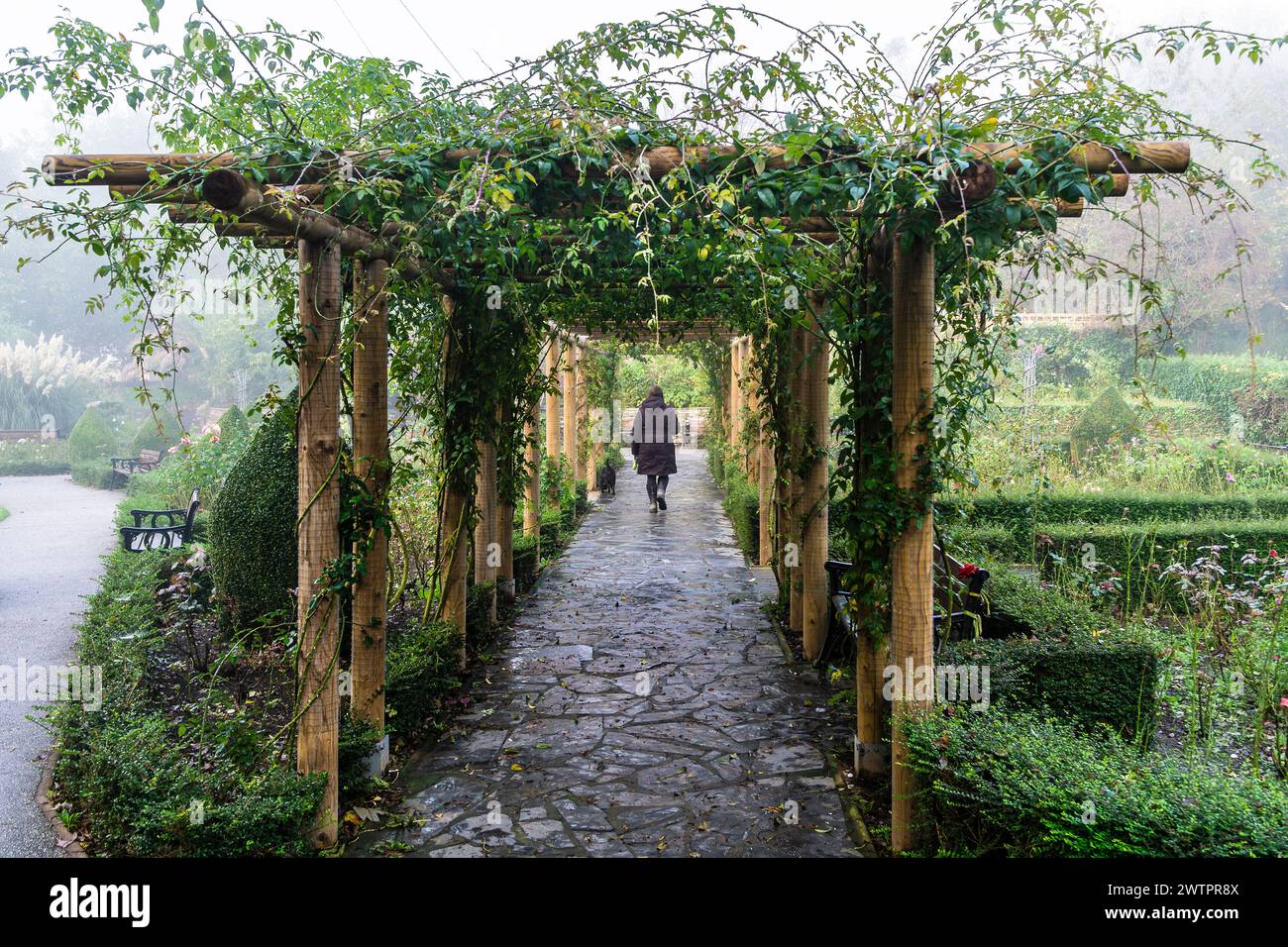 UK weather; A woman walking along a decorative wooden pergola in Trenance Rose Garden in misty weather conditions Newquay in Cornwall in the UK. Stock Photo